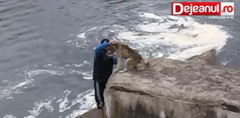 La alegría de un perro tras ser rescatado de la muerte por un joven