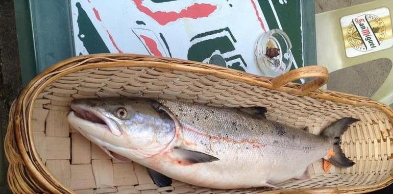 El campanu del Sella salió en el Puente Romano, con 5