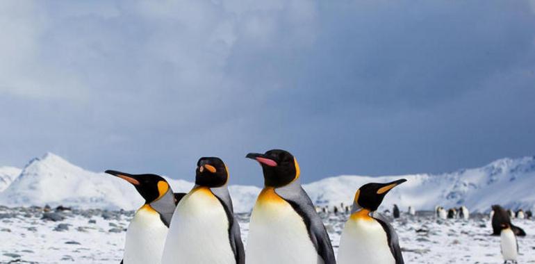 El cambio climático amenaza la supervivencia de los pingüinos de la Antártida