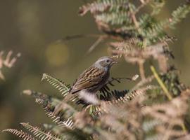 Taller de iniciación de “Ornitología y observación de aves” en Llanes