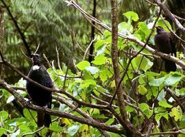 Científicos asturianos descubren benéficos efectos de las 'malvadas' especies invasoras