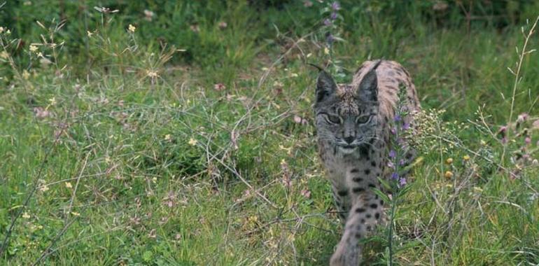 Centro de Cría en Cautividad del Lince Ibérico en Zarza de Granadilla 