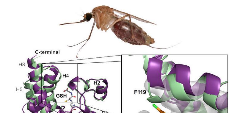 El mosquito de la malaria presenta una mutación que lo hace resistente al DDT