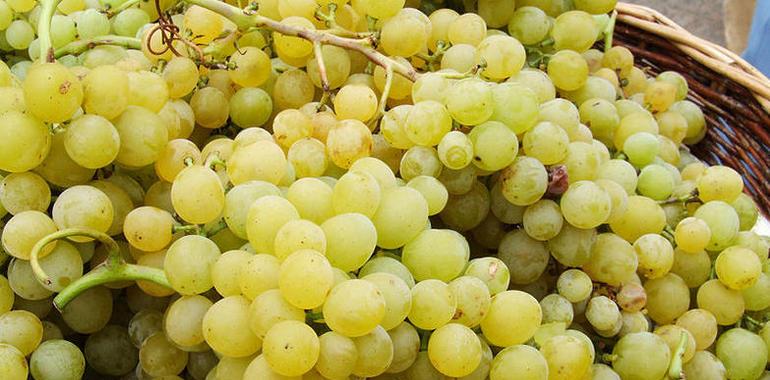 Moyca aprovecha Food Chain de Bayer para exportar su producción de uva de mesa
