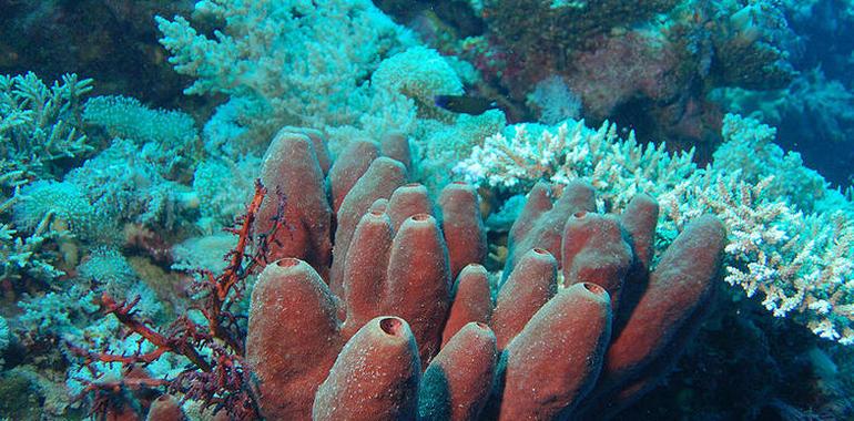 Las esponjas marinas acumulan grandes cantidades de silicio del océano