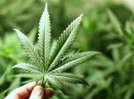 El consumo de cannabis afecta de manera negativa a los espermatozoides