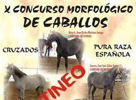 Tineo celebra el sábado 5 de julio el undécimo Concurso Morfológico de Caballos