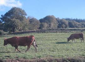 Mejoras ganaderas en Villadecabo, Allande