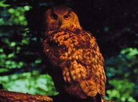 Últimos días para disfrutar de 'Nocturnia' en el Jardín Botánico