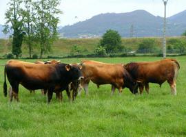 Las #vacas #asturianas recibirán un #'sobre' de 26 millones, asegura De Lorenzo