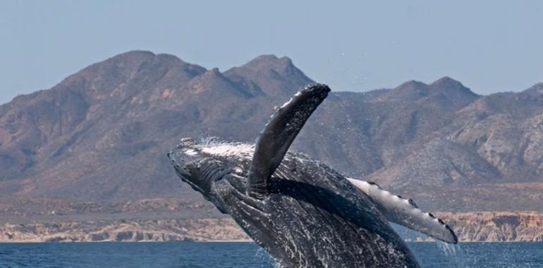 Cabo Pulmo, ¡la reserva marina más robusta del mundo!