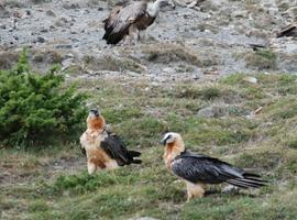 La joven quebrantahuesos 'Clohe' se une a la recuperada población de los Picos asturianos
