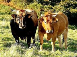 Los criadores de #vaca #roxa ya pueden utilizar el marchamo 'Raza Autóctona'