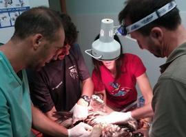 El #quebrantahuesos 'Chloe' lucha por su vida