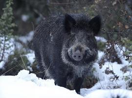 Identificados los 3 cazadores de Ribadeo que torturaron a un jabalí y lo grabaron en vídeo