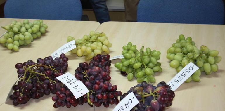 Murcia avanza en la obtención de obtener nuevas variedades de uva de mesa 
