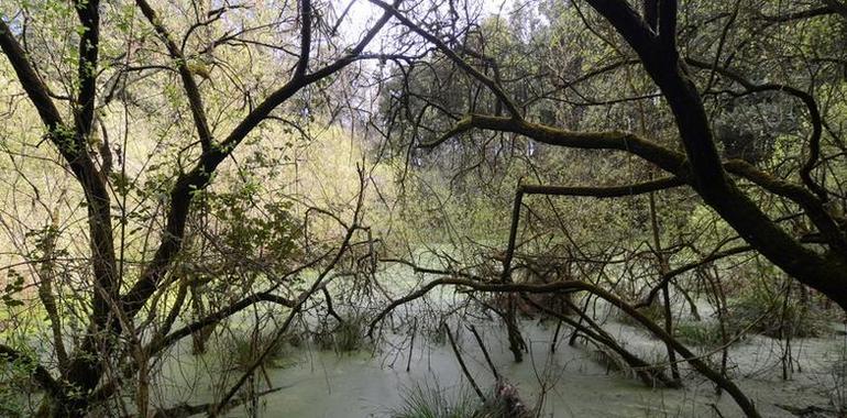 Salvemos Cabana: La mina de Salave, 
