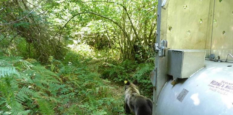 La osa hallada herida en el Suroccidente, devuelta al  Parque Natural de Fuentes del Narcea