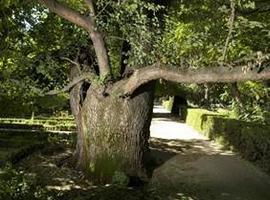 'Pantalones', el olmo de 225 años del Jardín Botánico que lucha por su vida