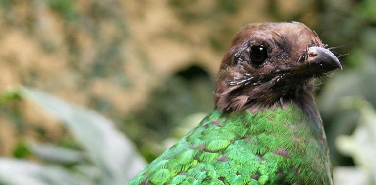 Nacen quetzales en UMA del Estado de México: Semarnat 