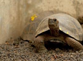'Jurasic Park' en Galápagos para 'resucitar' la especie del 'Solitario George'