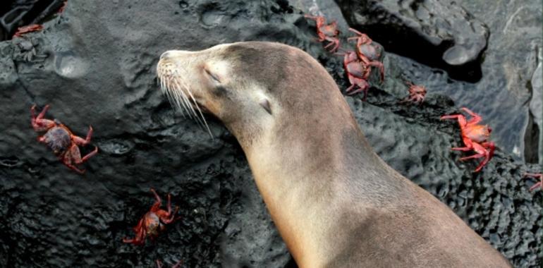 Milagros en Islas Galápagos: nacimiento de lobos marinos (VIDEO). Asturias  Mundial