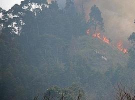#FORO alerta de la 'extinción' del #sector #forestal asturiano ante el abandono del Gobierno