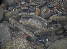 Escolares del CP Elena Sánchez Tamargo 'siembran' 12.000 alevines de trucha en el Nalón