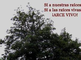Comisión municipal busca salvar de la tala el #arce #centenario de #Rozadas