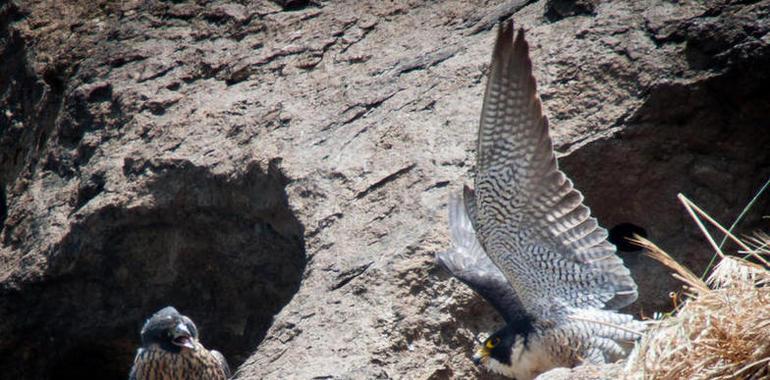 Detectan nuevos contaminantes en huevos de halcón peregrino