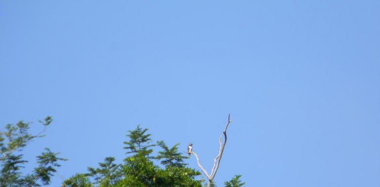 Avistan águila arpía en la Selva Lacandona 