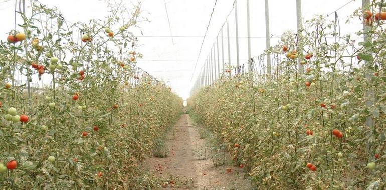Murcia mantrendrá la investigación sobre problemas fitosanitarios del cultivo del tomate