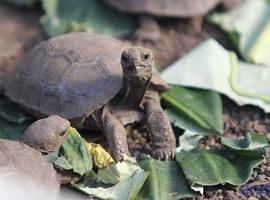 Islas Galápagos, elegidas como Mejor Lugar de Vida Silvestre del mundo  