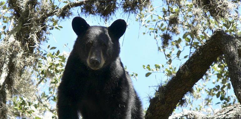 Prioriza Semarnat la protección de especies "sombrilla" 