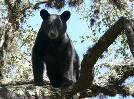 Prioriza Semarnat la protección de especies "sombrilla" 