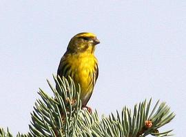 Los pájaros urbanos dedican más tiempo a cantar para compensar el ruido 