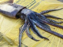 Una 'pota' de 1'30 metros queda varada en la playa de L'Arbeyal de Gijón