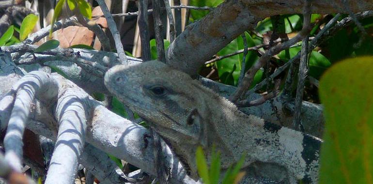 Semarnat lanzará el Plan de Manejo de la Iguana Verde 