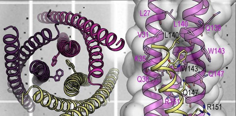 #glipoproteínagp41.Estudio demuestra eficacia de proteína para inhibir el virus del #VIH-1