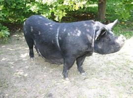 Murcia impulsa la recuperación del Chato Murciano, la Vaca Murciana Levantina y la Gallina Murciana