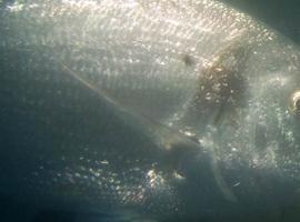 CSIC desarrolla un chip que mide el estrés de las doradas de 'granja'