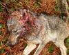 El PP promete "eliminar la especie" y dejar cazar lobos si gobierna Asturias