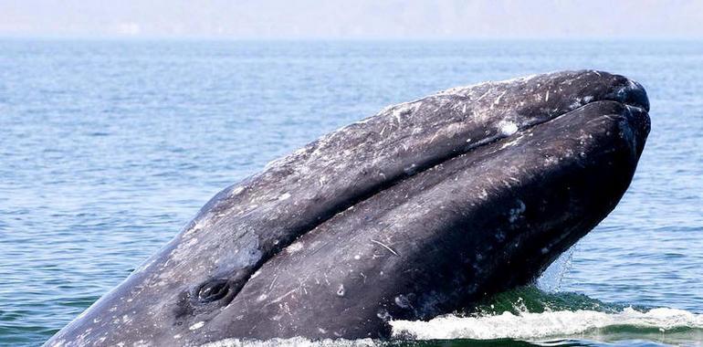 El turismo de observación de ballenas, alternativa de desarrollo sustentable  