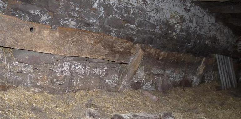 La osa hallada en Belmonte murió por una metástasis