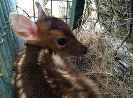Nace un 'Bambi' en el Zoo de Oviedo