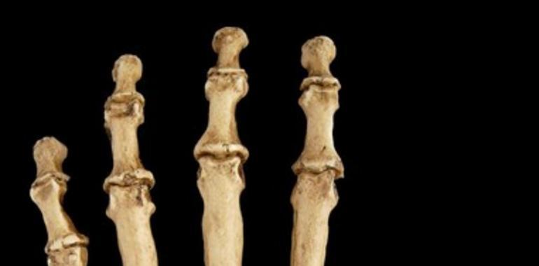 ¿Por qué los neandertales utilizaban los dientes como tercera mano? 