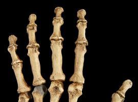 ¿Por qué los neandertales utilizaban los dientes como tercera mano? 