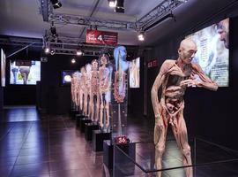 10.000 personas ya han visto en Oviedo 'Human Bodies' 