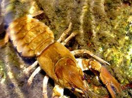 Un estudio del CSIC muestra que el 'cangrejo de río autóctono español' es italiano