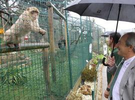 El 'bambi' del Zoo de Oviedo se llama 'Carbayón' a propuesta del alcalde